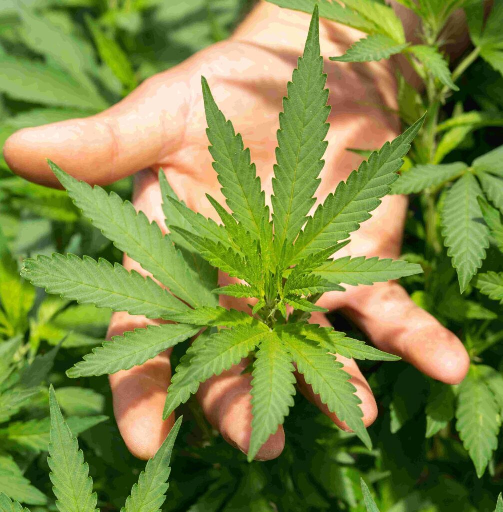 planta exterior cannabis