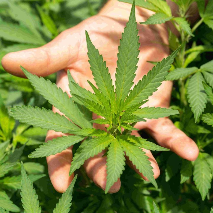 planta exterior cannabis